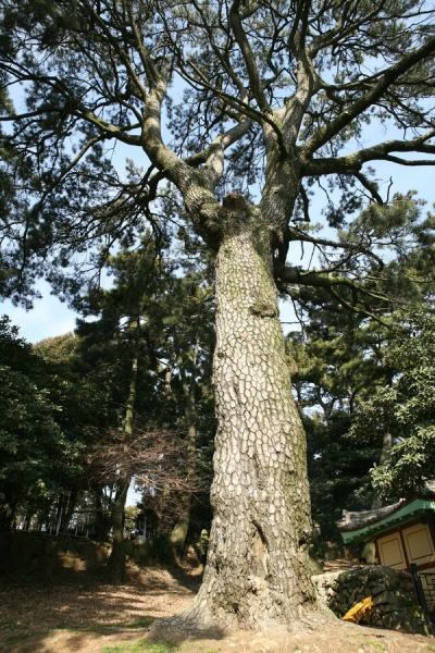 수영 역사 품은 500살 곰솔나무 유전자 보존한다.jpg